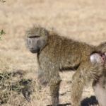 Kenya (302)